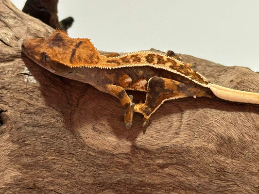 Juvenile Harlequin Crested Gecko NC-16j