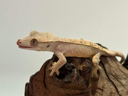 Juvenile Flame with dal spots Crested Gecko NC-22j