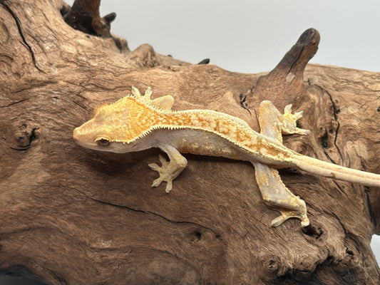 Juvenile Harlequin partial pinstripe Crested Gecko MC1-18j