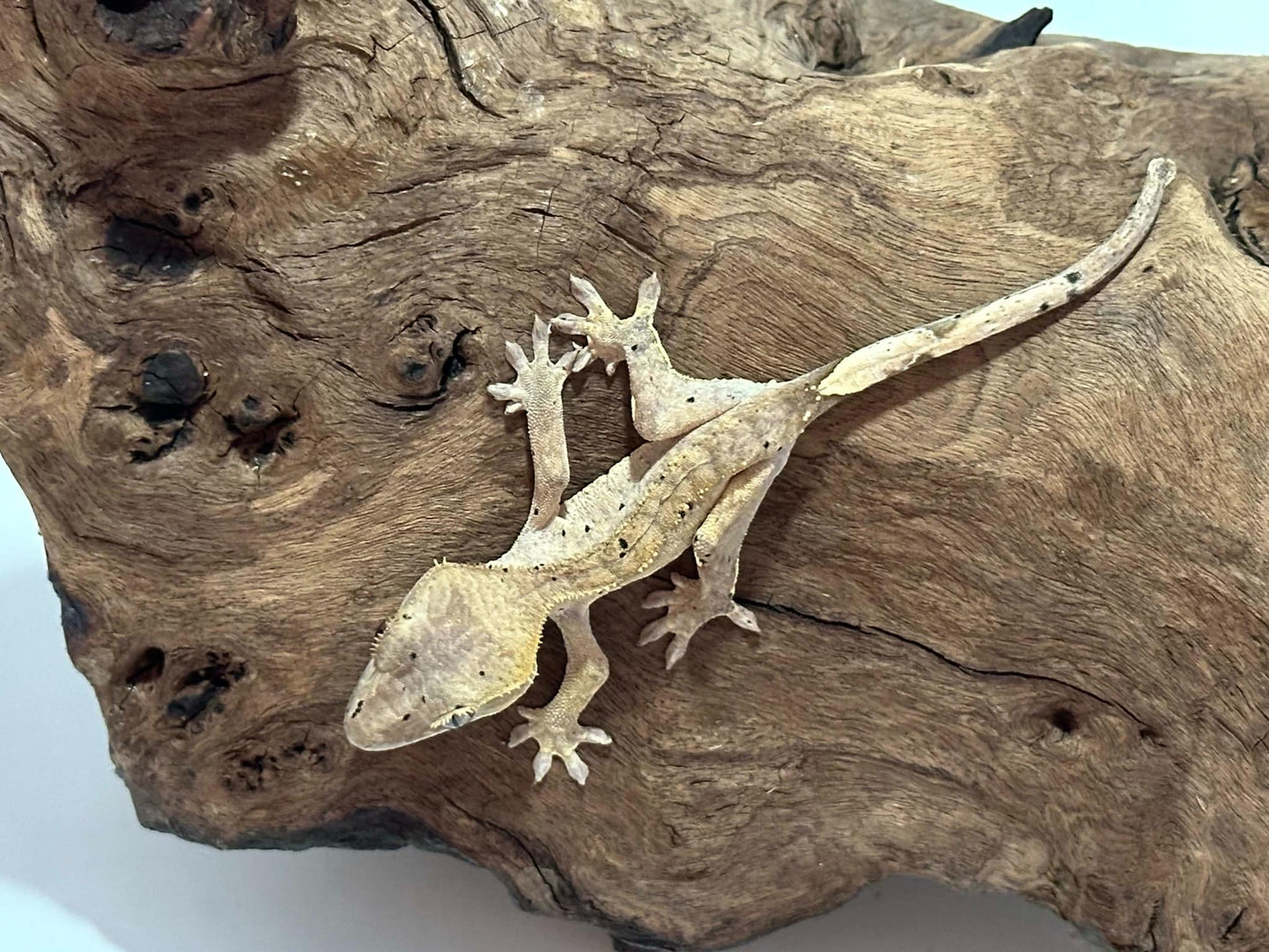 Juvenile Harlequin Crested Gecko NC-18j