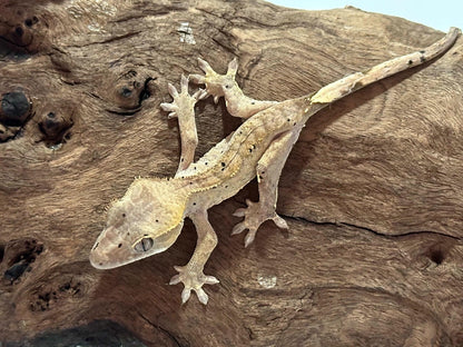 Juvenile Harlequin Crested Gecko NC-18j