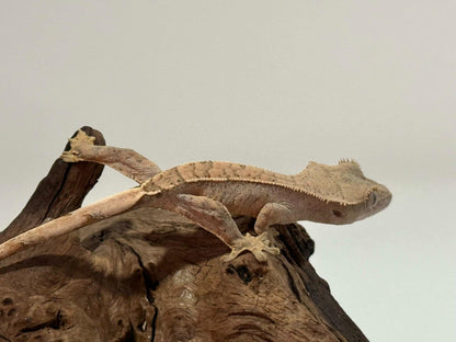 Juvenile Flame with dal spots Crested Gecko NC-22j