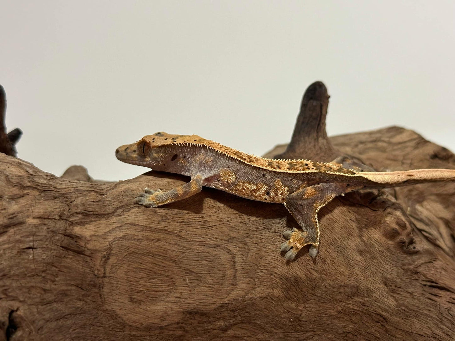 Juvenile Harlequin Crested Gecko NC-24j