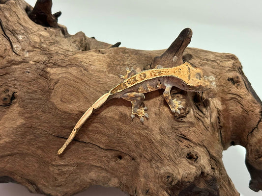 Juvenile Harlequin Crested Gecko NC-24j