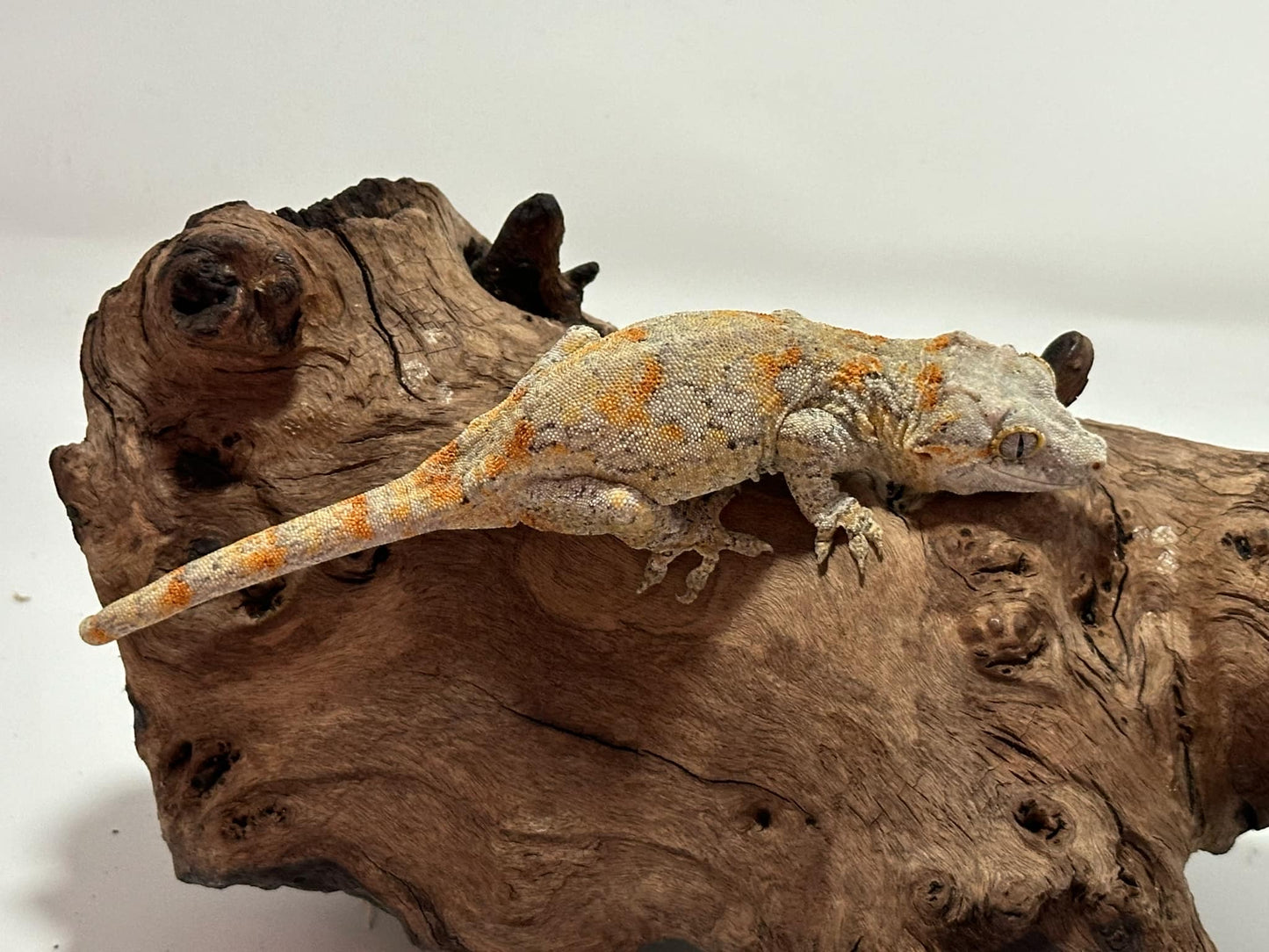 Female Orange blotch Reticulated Gargoyle Gecko NCG-03f