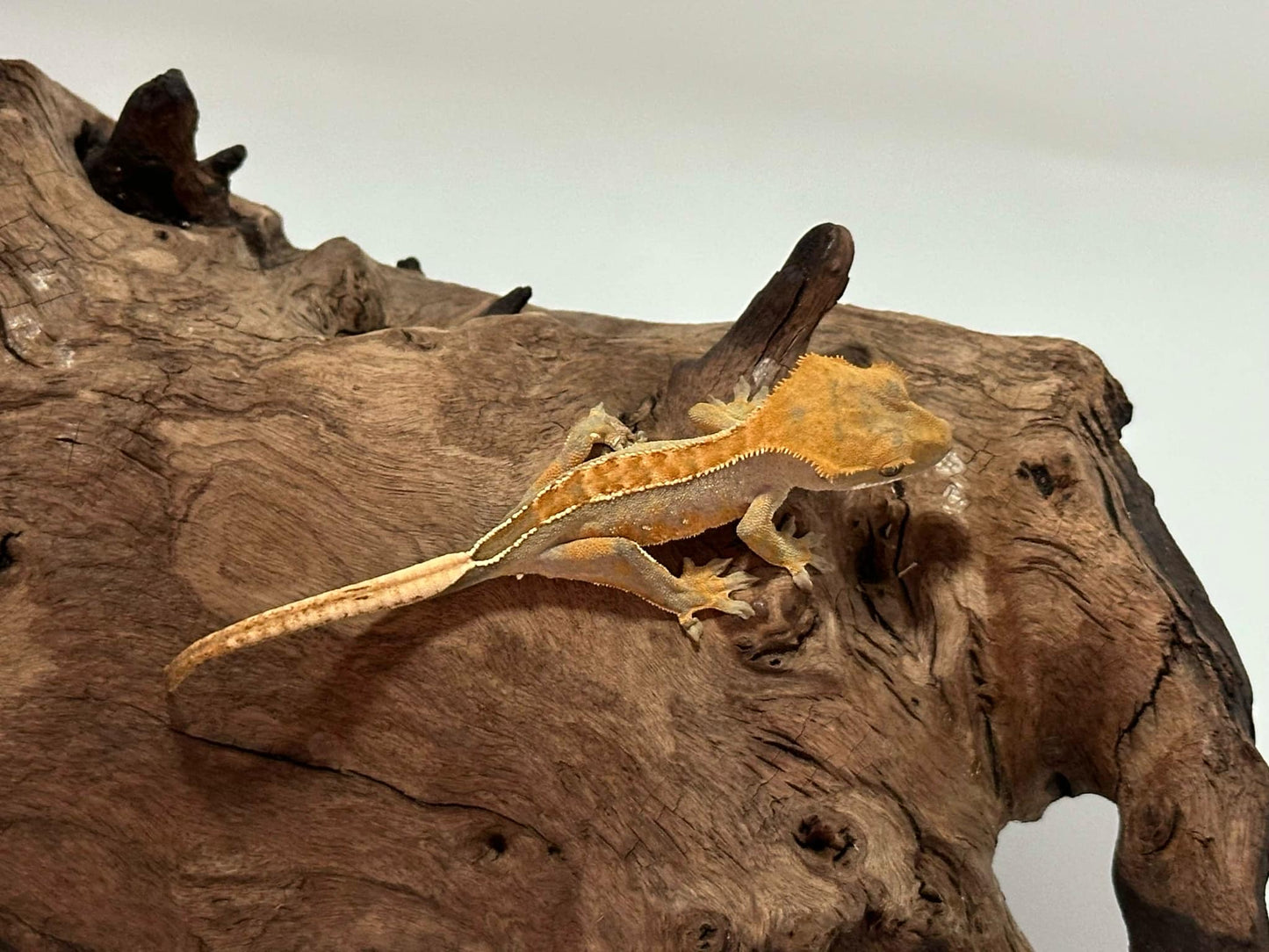 Juvenile Harlequin Crested Gecko NC-15j