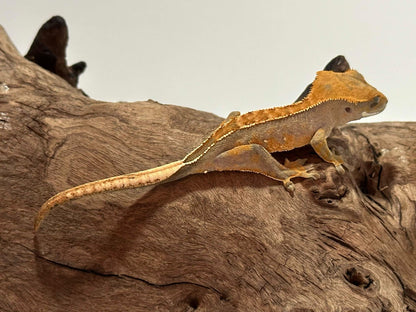 Juvenile Harlequin Crested Gecko NC-15j