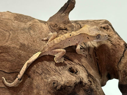 Juvenile Harlequin Crested Gecko NC-18j