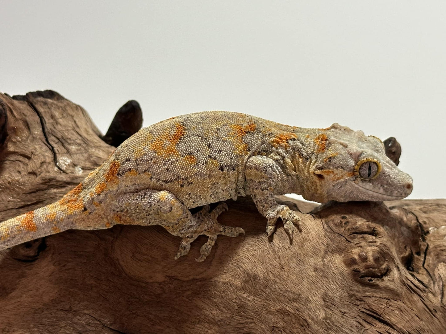 Female Orange blotch Reticulated Gargoyle Gecko NCG-03f