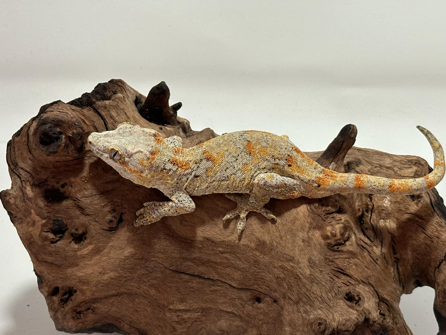 Female Orange blotch Reticulated Gargoyle Gecko NCG-03f