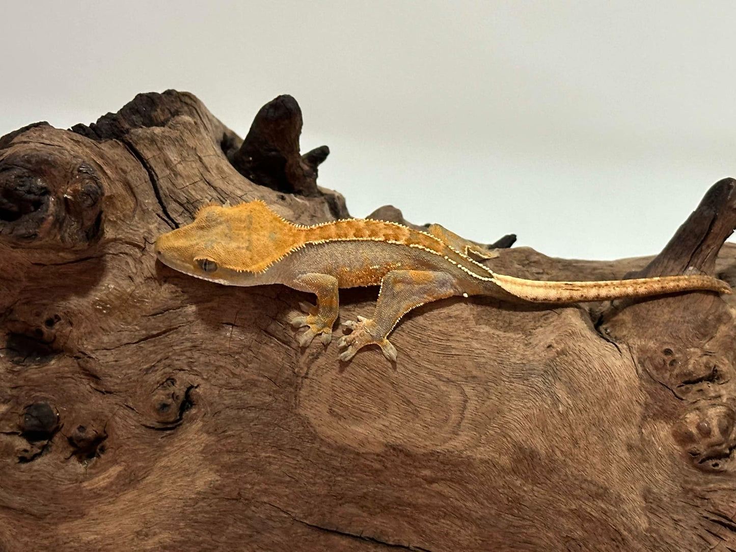 Juvenile Harlequin Crested Gecko NC-15j