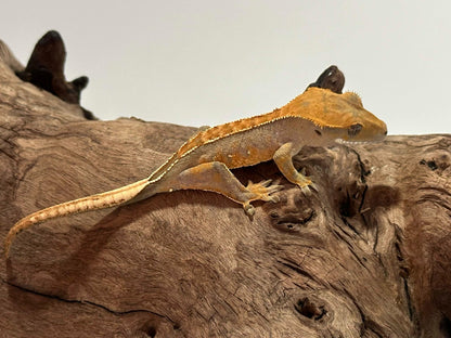 Juvenile Harlequin Crested Gecko NC-15j