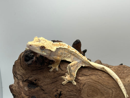 Female Extreme harlequin tricolor Crested Gecko MC2-05F