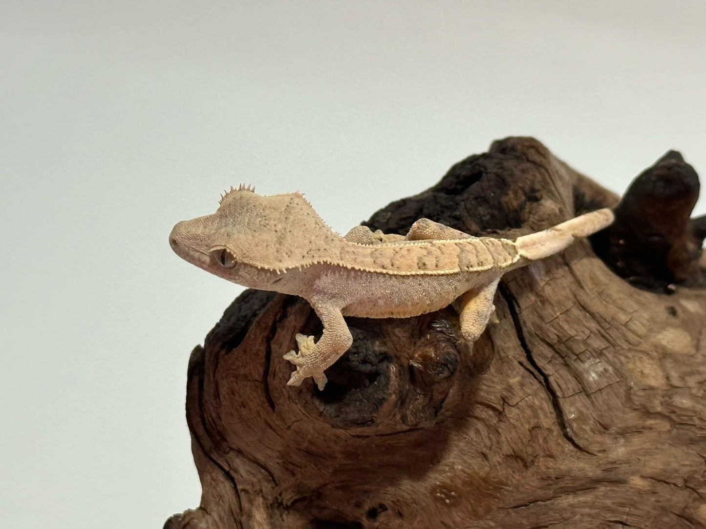 Juvenile Flame with dal spots Crested Gecko NC-22j