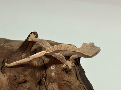 Juvenile Flame with dal spots Crested Gecko NC-22j