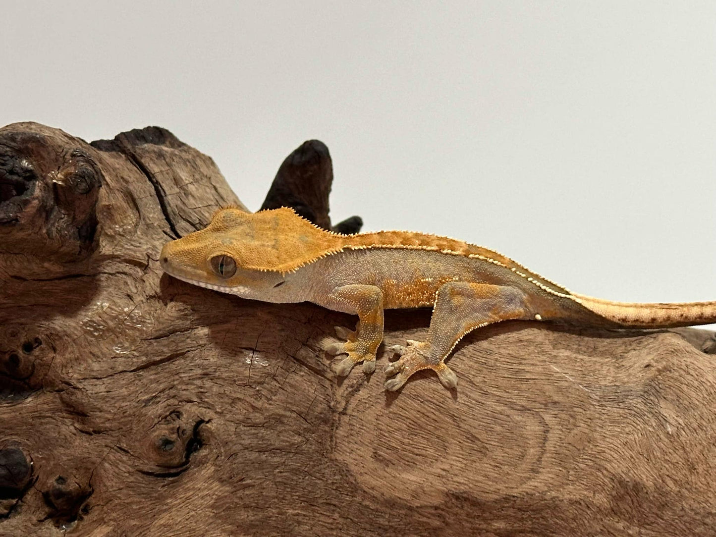 Juvenile Harlequin Crested Gecko NC-15j