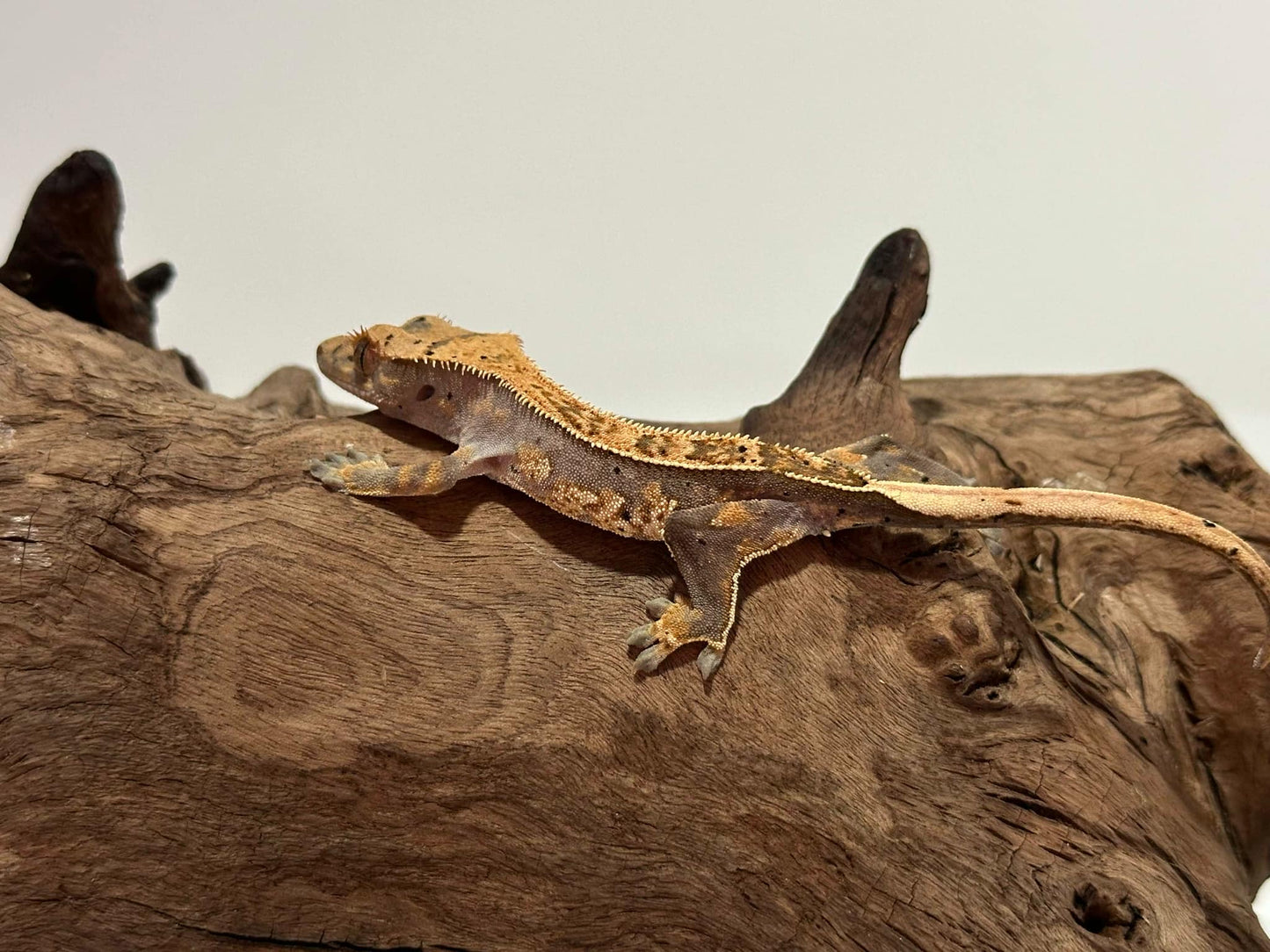 Juvenile Harlequin Crested Gecko NC-24j