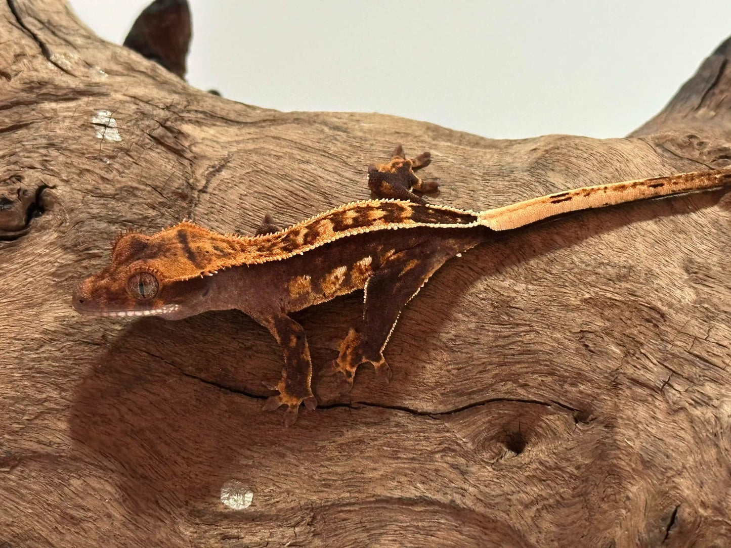 Juvenile Harlequin Crested Gecko NC-17j