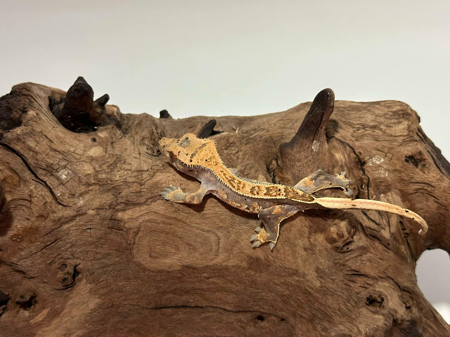 Juvenile Harlequin Crested Gecko NC-24j