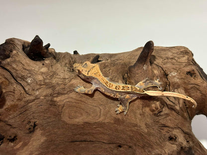 Juvenile Harlequin Crested Gecko NC-24j