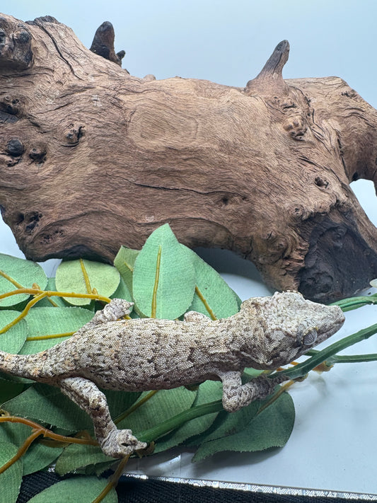 Female Reticulated Gargoyle Gecko BQG-08F