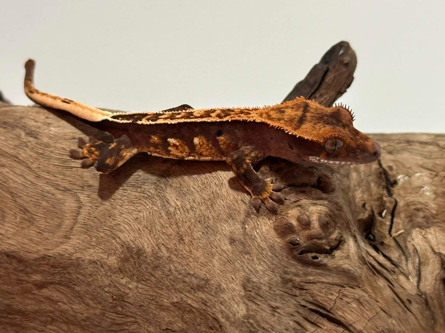 Juvenile Harlequin Crested Gecko NC-17j