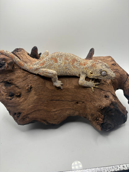 Orange Blotch Female Gargoyle BQG-05F