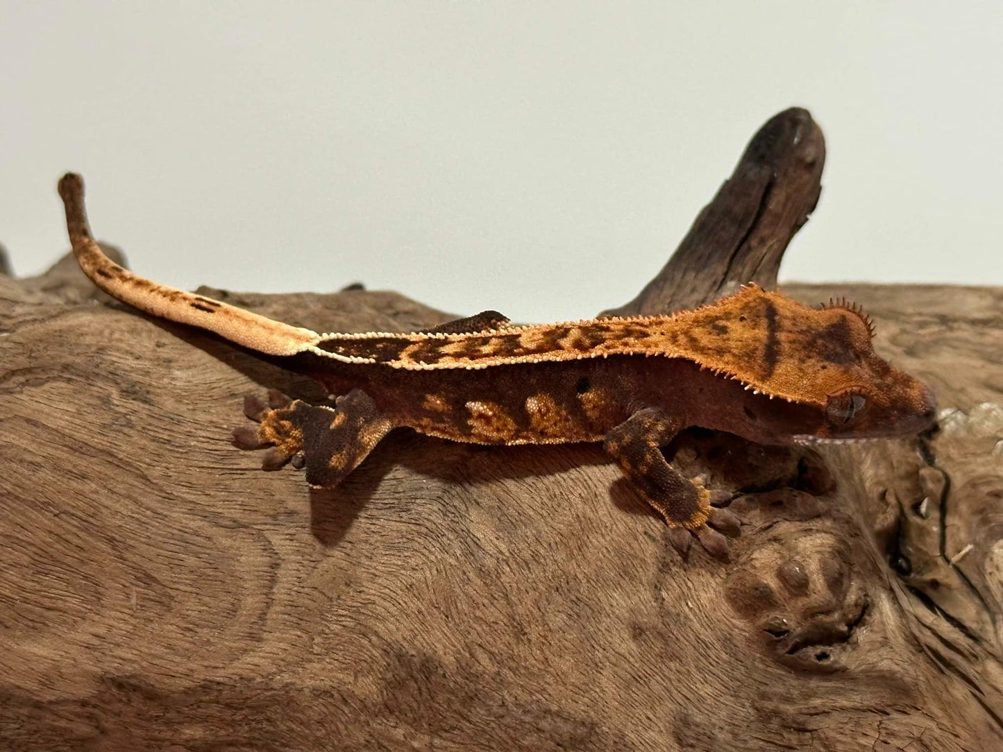 Juvenile Harlequin Crested Gecko NC-17j