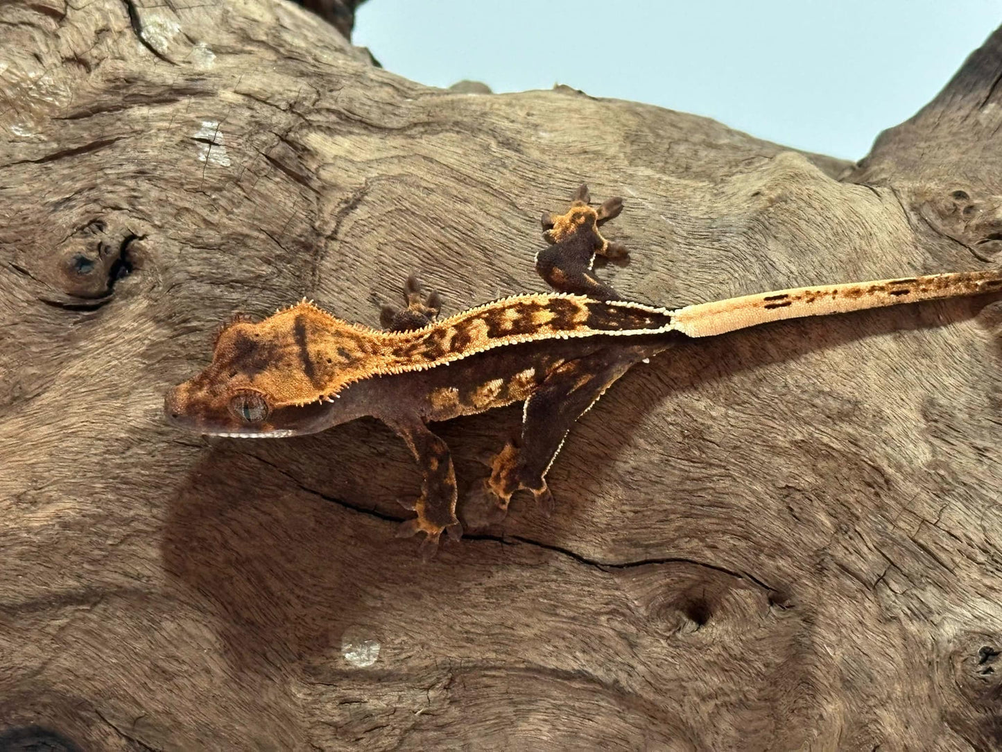 Juvenile Harlequin Crested Gecko NC-17j