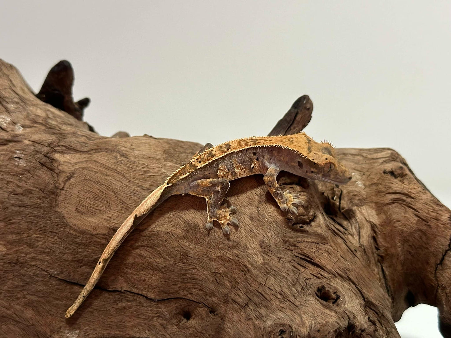 Juvenile Harlequin Crested Gecko NC-24j