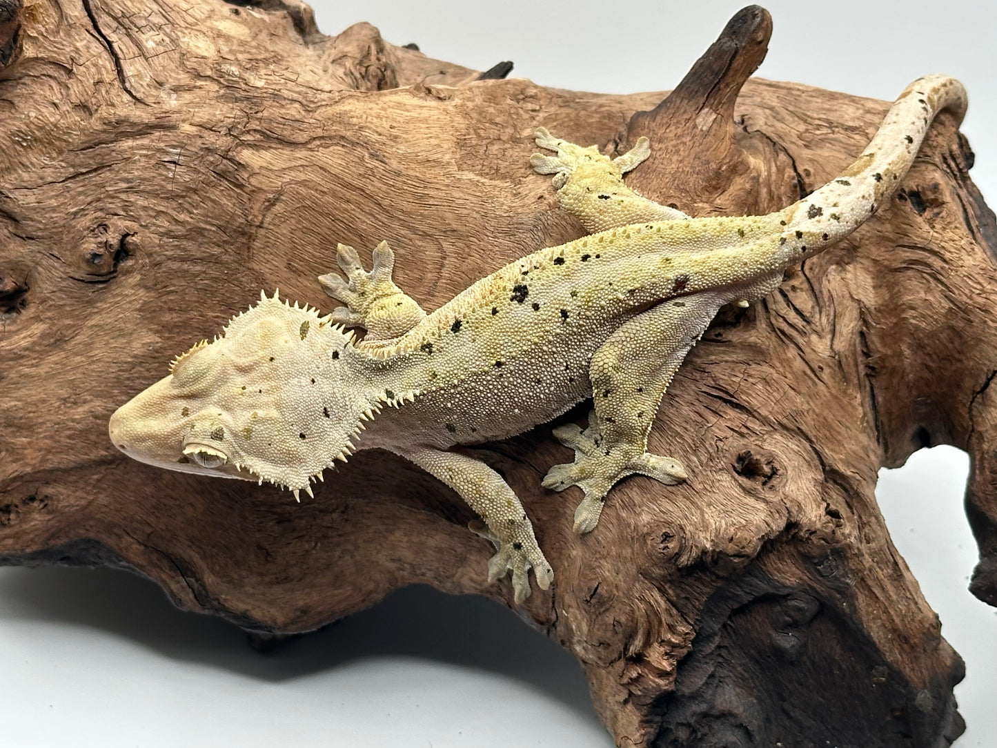 Male Dalmation Crested Gecko MC2-09m