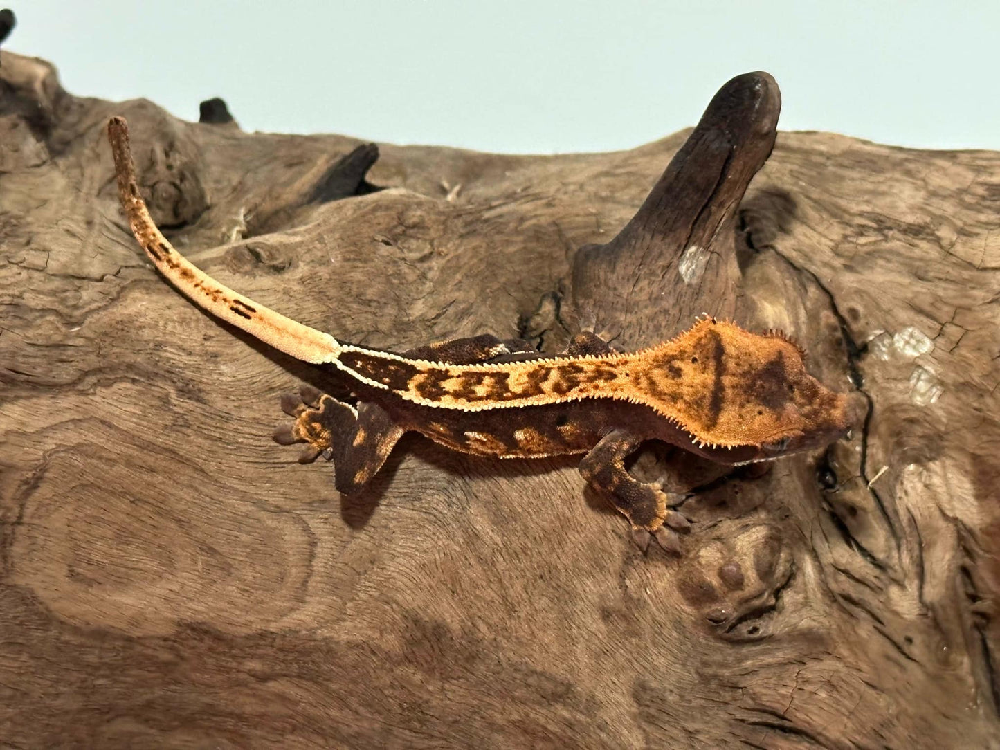 Juvenile Harlequin Crested Gecko NC-17j