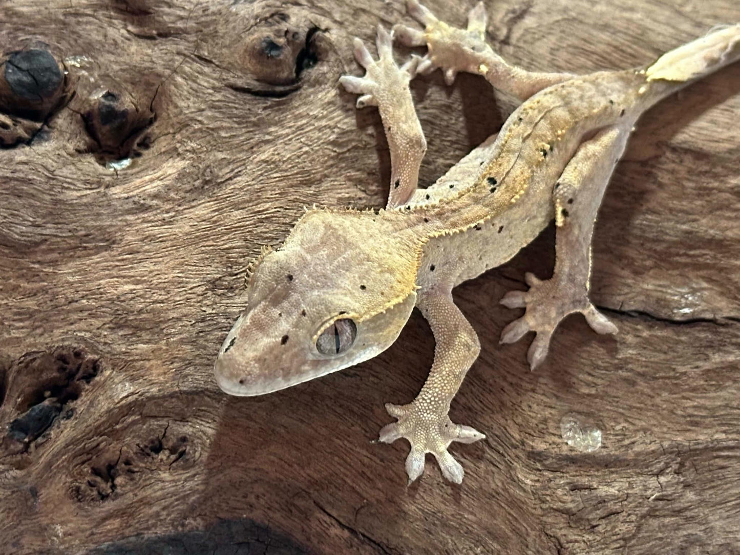 Juvenile Harlequin Crested Gecko NC-18j