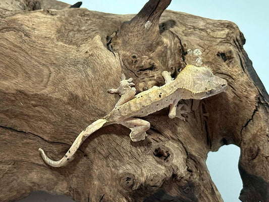 Juvenile Harlequin Crested Gecko NC-18j