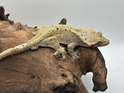 Male Dalmation Crested Gecko MC2-09m