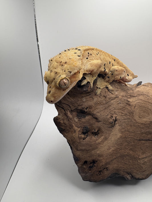 Male Dalmation Crested Gecko OL-01M