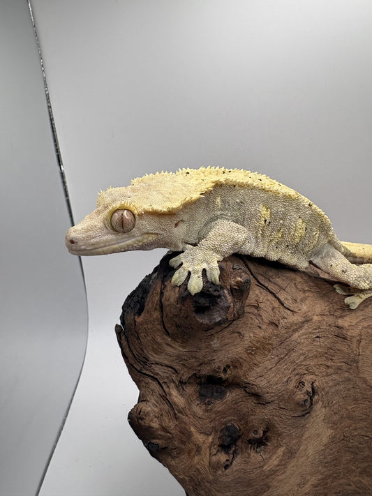 Female Dalmation Crested Gecko MC-004F