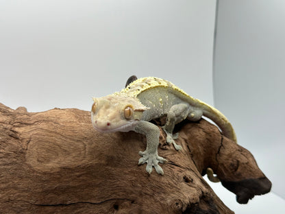 Male Flame Crested Gecko CC-03m