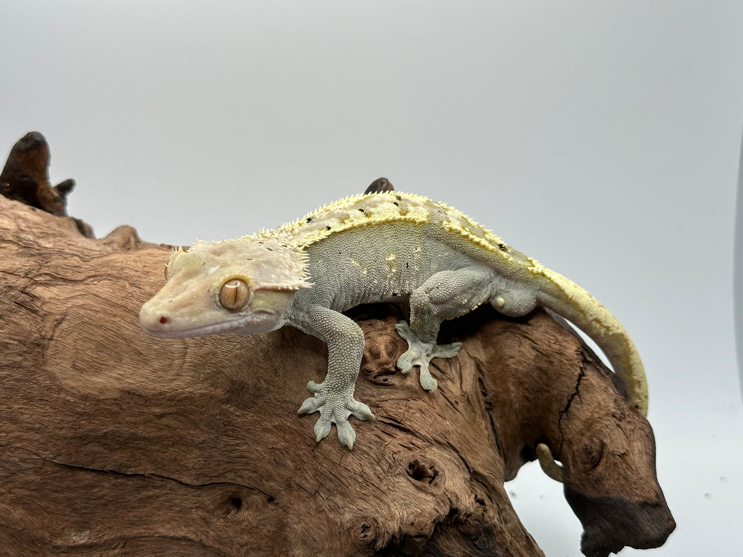 Male Flame Crested Gecko CC-03m