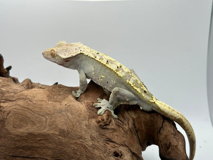 Male Flame Crested Gecko CC-03m