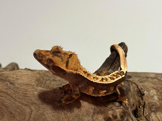 Juvenile Flame Crested Gecko NC-25j