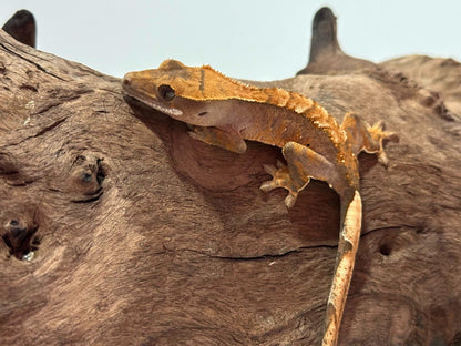 Juvenile Flame Crested Gecko NC-23j