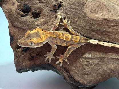 Juvenile Flame Crested Gecko NC-23j