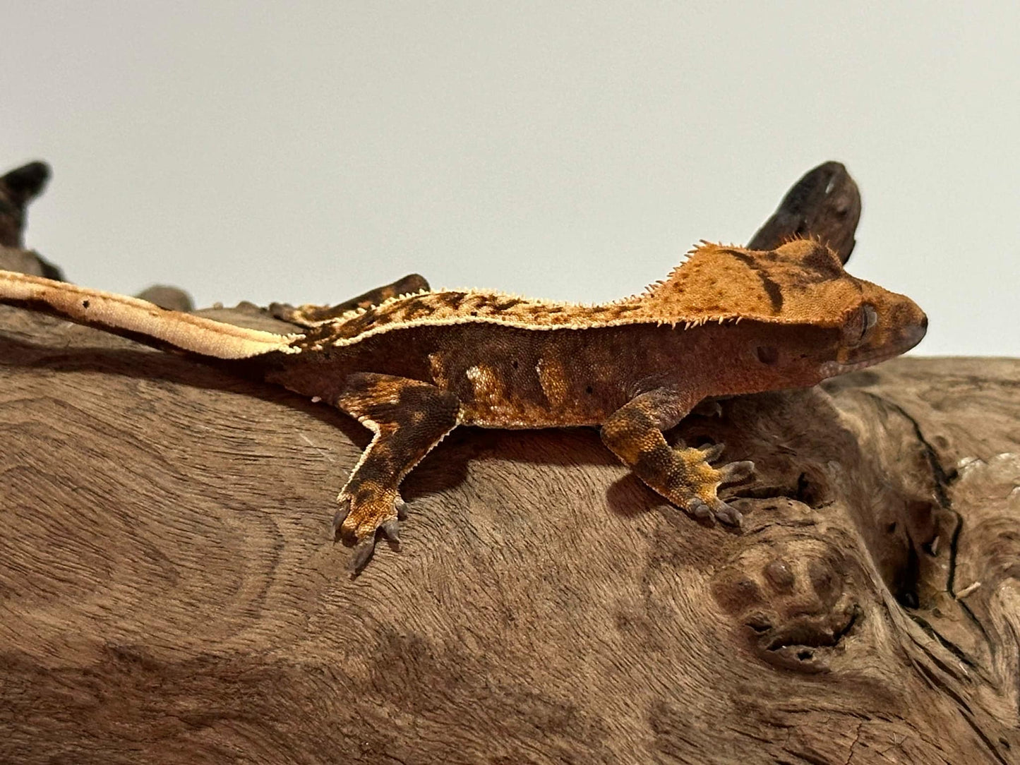 Juvenile Flame Crested Gecko NC-23j