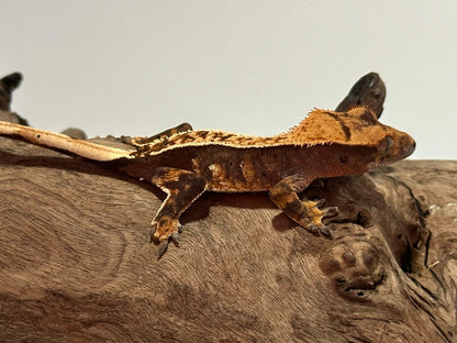 Juvenile Flame Crested Gecko NC-23j