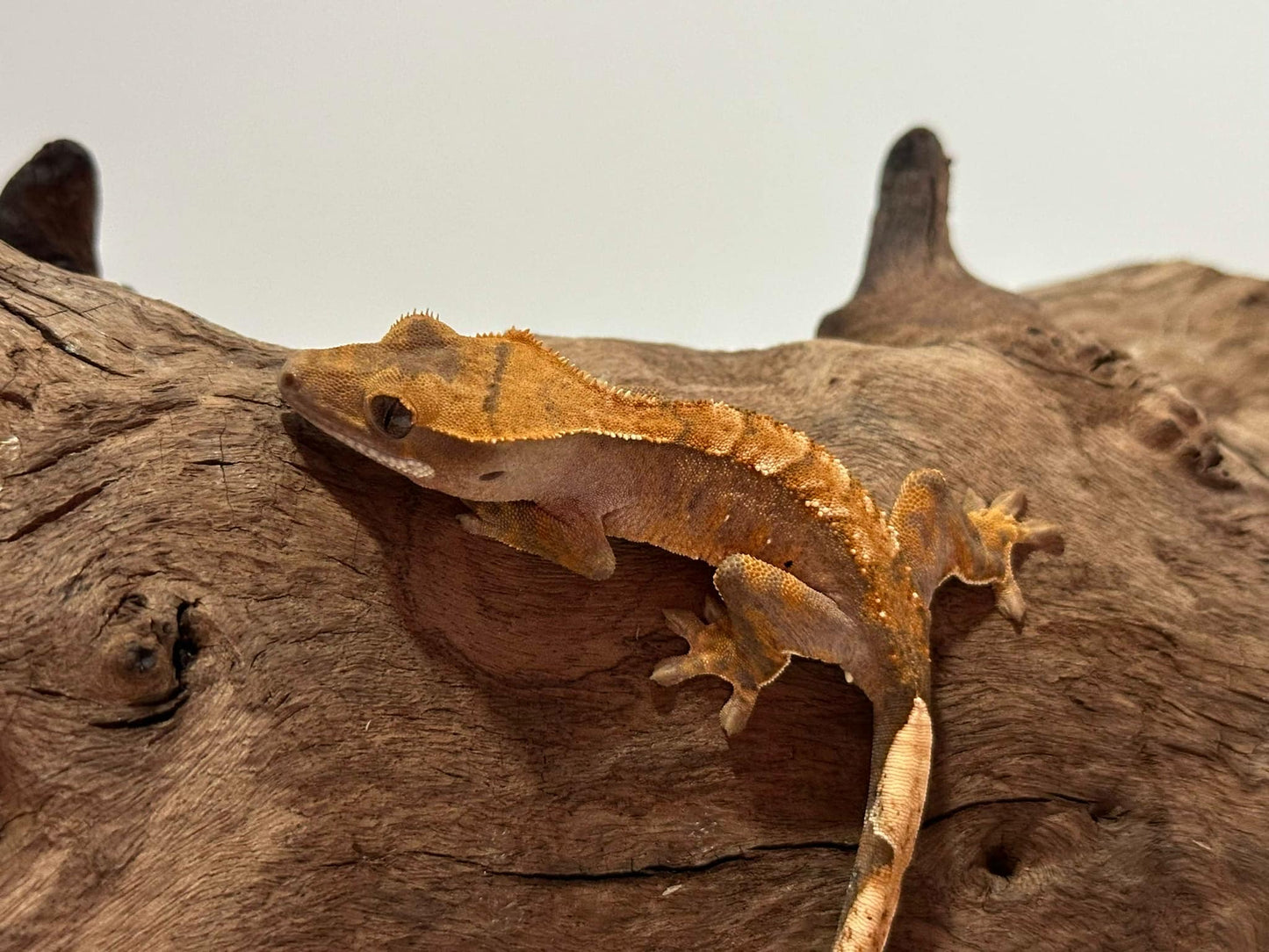 Juvenile Flame Crested Gecko NC-23j