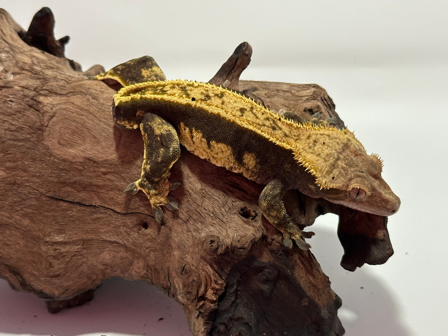 Male Harlequin Pinstripe Crested Gecko NC-14m