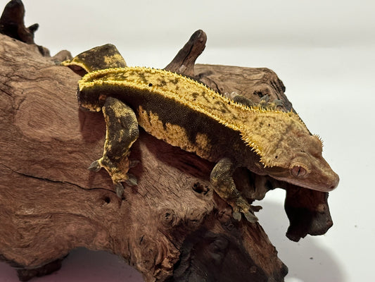 Male Harlequin Pinstripe Crested Gecko NC-14m