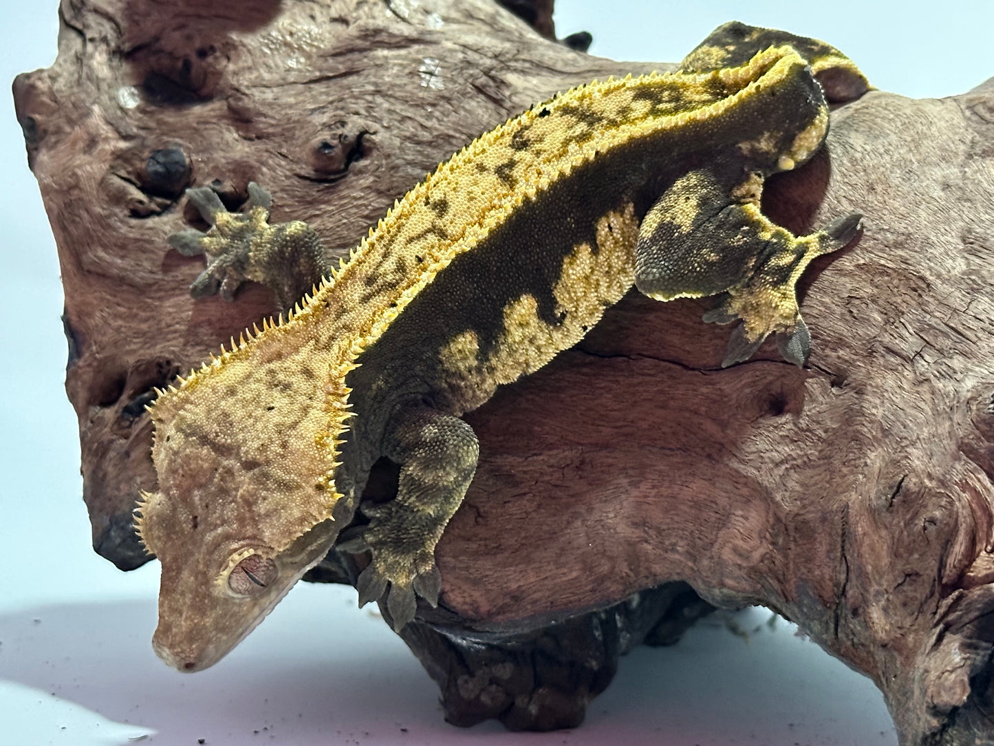 Male Harlequin Pinstripe Crested Gecko NC-14m