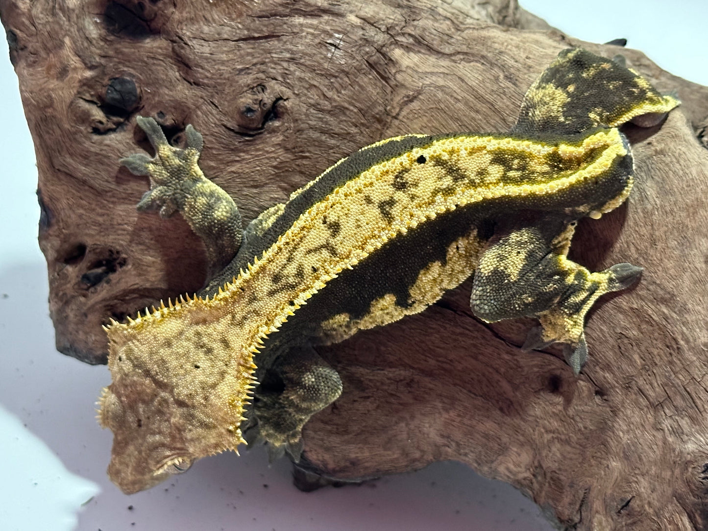 Male Harlequin Pinstripe Crested Gecko NC-14m